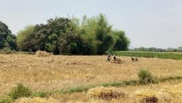 Harvesting Underway But Farmers Worried Over Procurement in Bihar