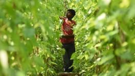 COVID-19: Odisha’s Betel Farmers Stare at Losses Worth Rs 10,000 Crore as Stocks Rot