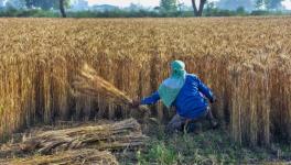 COVID-19 Lockdown: Dearth of Labourers Slows Down Harvesting in Bihar