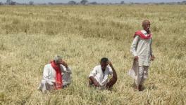 COVID-19 in Rural India -I: Harvesting