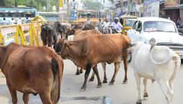 COVID-19 Lockdown: Starving Hordes of Stray Cattle Pose Huge Threat to Crops During Harvesting Season