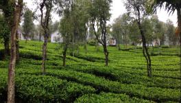 Tea Plantation of Thettamala, Kerala