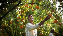 Maharashtra’s Orange Farmers Survive the Lockdown, but Fail to Tap International Markets