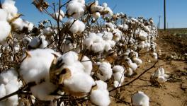 Maharashtra: Delays in Procurement, Reduced Rates Leave Cotton Farmers Rattled