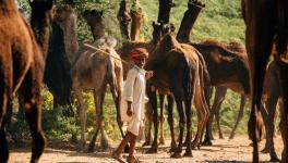 Rajasthan Pastoral Nomads Worry for Animals 