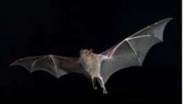 How do Coronaviruses Persist in Bats Without Harming Them?