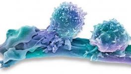 Numerous Proteins Engulfed in Them