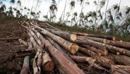 Timber Mafia Chops Down Over 1,000 Trees