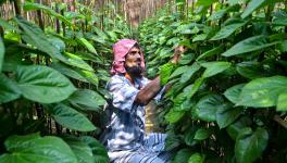 Lockdown Woes: Betel Leaf Farmers in 2 West Bengal Districts at Their Wit’s End