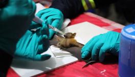 Journey from Bats to Humans