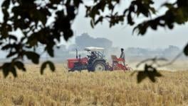 COVID-19 in Rural India-XXXVIII: Haryana Farmers Under Distress Due to Labour Shortage and Delay in Harvesting