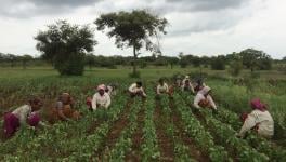 Struggle to Avail Crop Loans