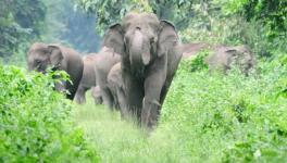 Adani and the Elephants