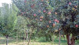 Hundreds of Apple Trees Vandalised in South Kashmir Village, Orchardists in Distress