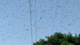 Farmers in Bihar Fear Locust Attack