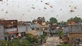 Locust Swarm in Gurgaon: Delhi Govt Puts All Districts on High Alert