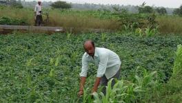 Organic Farming to Bring Holistic Growth