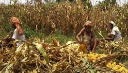 Bihar: Maize Farmers Blame Government for Violating Centre