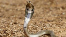 58,000 snakebite deaths occur in India every year