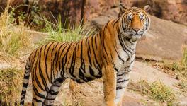 Decline in Tiger Population