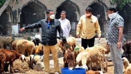 Bakrid: Animal Traders Seek Compensation from Maha Govt for Losses
