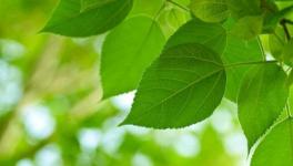 Plants and Photosynthetic Bacteria Harvest Solar Energy