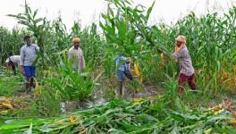Punjab Farmers Protest Against Centre’s Agri Ordinances, Rising Fuel Prices
