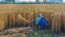 Record Harvest, Record Stocks