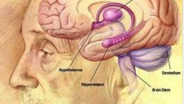 Working Memory Can Be Stored Inside Single Neurons, Suggests New Study