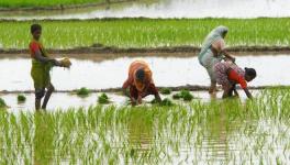 Kerala to Strengthen Farmers’ Collectives to Counter ‘Corporate-Friendly Farm Reforms’