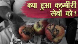 Apple Farmers in Kashmir