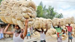 Jute