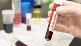 ‘Silent’ Mutations That Helped Novel Coronavirus Thrive Identified