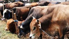 Chhattisgarh: Tribal Houses Bulldozed to Pave Way for Cow Shelter