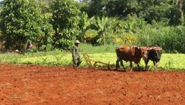 Cuba’s Big New Hope For Farmers and Environment