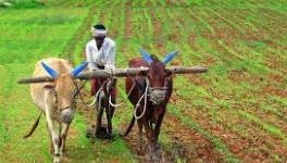 Rajasthan Govt Introduces 3 Bills to Negate Impact of Centre’s Farm Laws