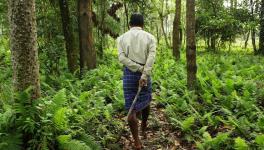 Planning on Privatising Forests, Activists Opposed to Move
