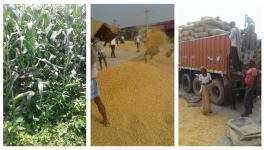 Bihar Elections: Maize Farmers from Koshi-Seemanchal get Less than Cost of Production, no MSP