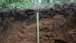 Soil Carbon