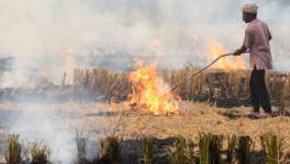 ‘Farmers Not Solely Responsible for Pollution’: BKU Condemns Stubble Burning Arrests