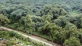 Hastinapur Wildlife Sanctuary: Government Proposes Land Reduction, Activists Question Move
