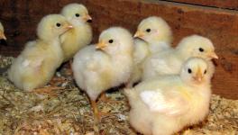 Will the US Poultry Industry Adopt Tech That Could Save Billions of Baby Chicks?