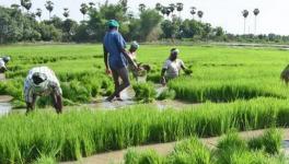 agri workers