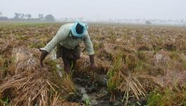 Cyclone Burevi: Continuous Rainfall Damages Paddy and Sugarcane Crops in Delta Districts