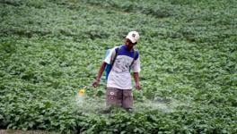 Pesticide poisoning in india