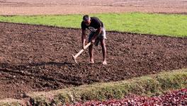 Agricultural Workers in India
