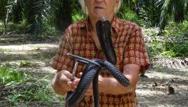 Rom Whitaker with Sumatran spitting cobra. Kalimantan.