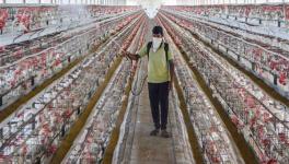 Delhi: No Bird Flu Found in Poultry, 100 Samples From Ghazipur Market Negative, Says Official