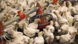 UP: Bird Flu Strikes Fresh Blow to Poultry Industry; Prices Slump 50%