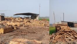 Wood industry in Bihar